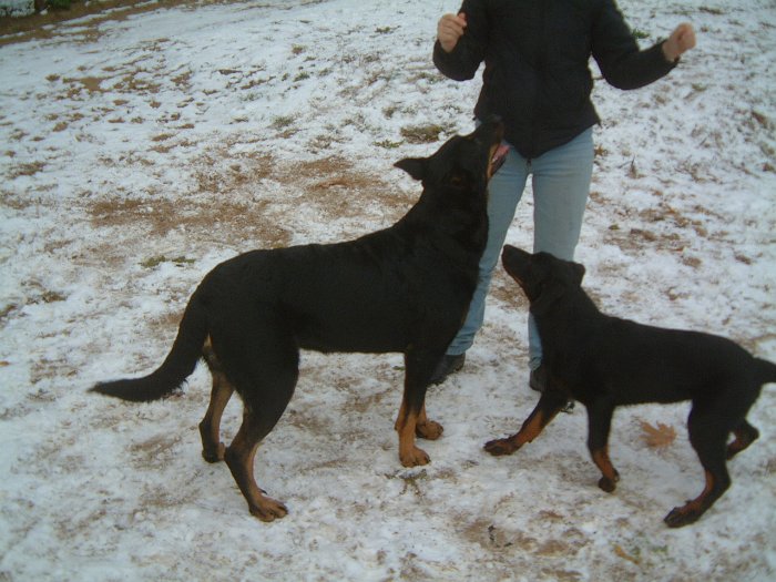 Birmane De Montclea (30)